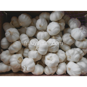 Jinxiang pur blanc ail 6.0-6.5cm